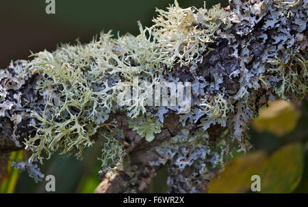 Rentier Flechten (Cladonia Rangiferina) wächst auf Baum Stockfoto