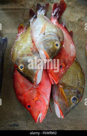 Fangfrischen Fisch zu verkaufen, Fischmarkt, Sir Selwyn Selwyn Clarke Market, Victoria, Insel Mahé, Seychellen Stockfoto