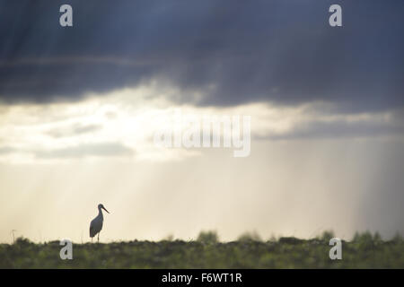 Weißstorch (Ciconia Ciconia) und dramatischen Himmel. Europa Stockfoto