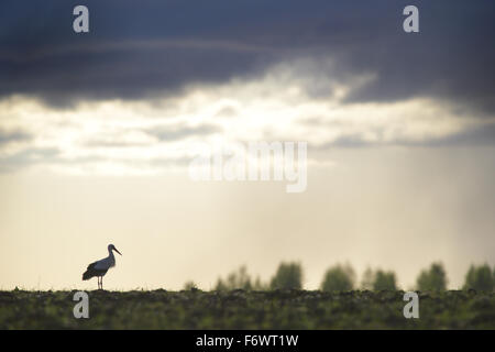 Weißstorch (Ciconia Ciconia) und dramatischen Himmel. Europa Stockfoto