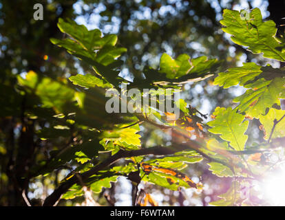Herbstliche Sonnenlicht Hervorhebung Eiche Blätter in einem Shropshire-Holz. Stockfoto
