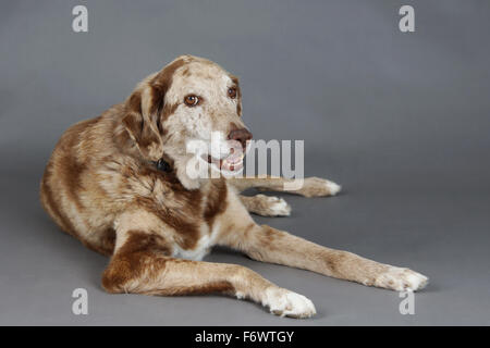 Schöne große gemischt, Labrador und Australian Shepherd Dog im studio Stockfoto