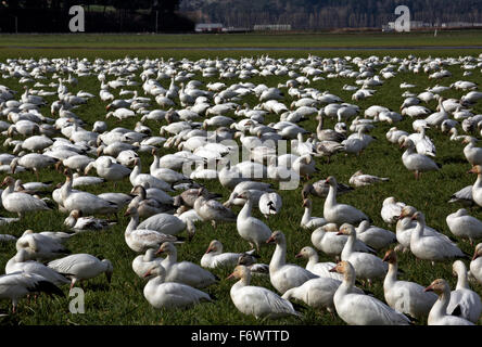 WA12047-00... WASHINGTON - Herde von Schneegänsen in Feld-Hof in der Nähe von Mount Vernon. Stockfoto