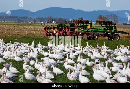 WA12049-00... WASHINGTON - Herde von Schneegänsen in Feld-Hof in der Nähe von Mount Vernon. Stockfoto