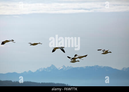 WA12050-00... WASHINGTON - Schnee Gänse fliegen über Fir Insel im Skagit Wildlife Area. Stockfoto