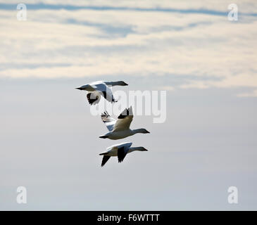 WA12053-00... WASHINGTON - Schnee Gänse fliegen über Fir Insel im Skagit Wildlife Area. Stockfoto