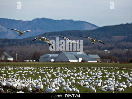 WA12060-00... WASHINGTON - Schneegänsen fliegen von der Rückseite der Herde nach vorne auf einem Bauernhof Feld am Skagit Wildlife Area Stockfoto