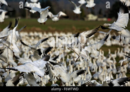 WA12074-00... WASHINGTON - Schneegänse Landung auf einem bereits überfüllten Feld in der Skagit Wildlife Area in der Nähe von Mount Vernon. Stockfoto