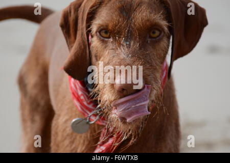 ungarische Wire haired vizsla Stockfoto