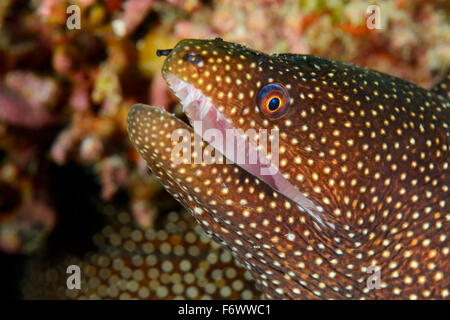 Gymnothorax Meleagris, Whitemouth Moray, Alor Archipel, Indonesien, Sawu Meer, Pantarstrait, Indischer Ozean Stockfoto