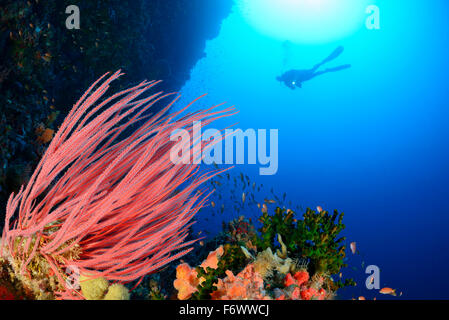 Ellisella Cercidia, Welle mit Meer Peitsche Korallen und Scuba Diver, Alor, Indonesien, Pantarstrait, Indischer Ozean Stockfoto