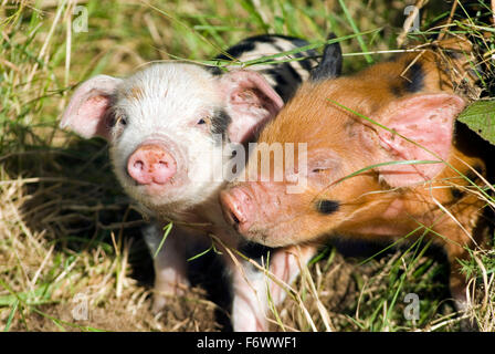 Ferkel (Sus Scrofa Domestica) auf einem Bio-Bauernhof wales Großbritannien Europa Stockfoto