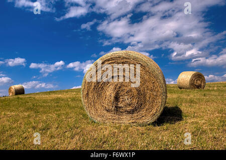 Stroh Ball Verlegung auf dem abgeernteten Feld Stockfoto