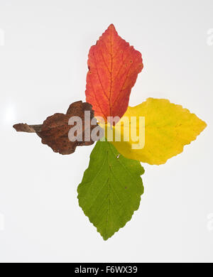 Vier Blätter der Buche (Fagus) in verschiedenen Färbungen Stockfoto