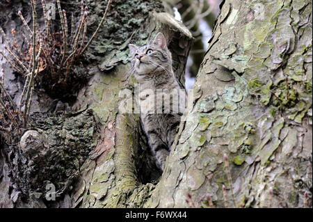 Junge Katze in einem Kastanienbaum zu sitzen und auf der Suche Stockfoto