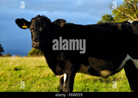 Welsh Black Rinder traditionelle seltene Rasse Arten auf einer Wiese England UK Europe Stockfoto