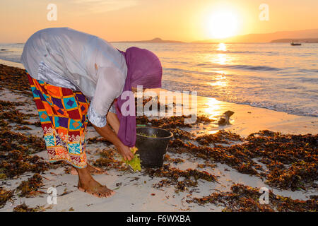 Indonesierin sammeln Algen für Agar-Agar, Alor, Indonesien Stockfoto