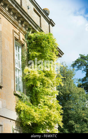 Eine Wisteria Klettern auf einem Cotswold-Landhaus im Spätsommer nach der Blüte UK Stockfoto