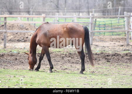 Große gut aussehende braune Pferd, Frühjahr in ein Gehege frischen grünen Gras weiden. Stockfoto