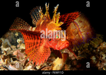 Dendrochirus Brachypterus, Shortfin Rotfeuerfisch oder Turkeyfish, Alor Archipel, Indonesien, Sawu Meer, Pantarstrait, Indischer Ozean Stockfoto