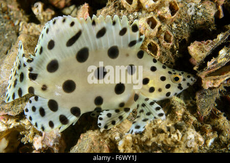 Cromileptes Altivelis, Buckelwale Zackenbarsch, Barramundi, Alor Archipel, Indonesien, Sawu Meer, Pantarstrait, Indischer Ozean Stockfoto