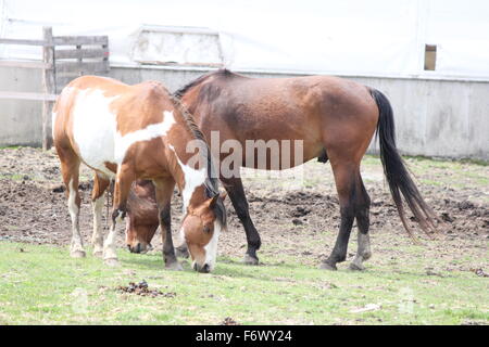 Braun & White Horse (Pinto) & Kastanie gefärbt Pferd Weiden auf frischen Rasen in einem kleinen geschlossenen Gehege im zeitigen Frühjahr. Stockfoto