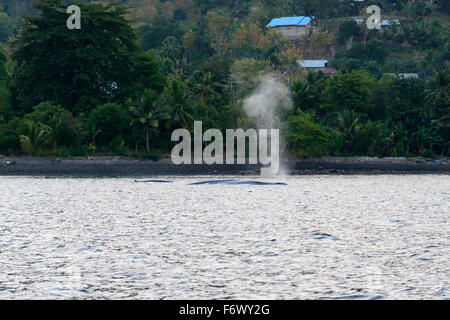 Balaenoptera Musculus, Blauwal auf der Wasseroberfläche, Alor Archipel, Indonesien, Sawu Meer, Pantarstrait, Indischer Ozean Stockfoto