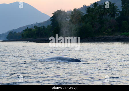 Balaenoptera Musculus, Blauwal auf der Wasseroberfläche, Alor Archipel, Indonesien, Sawu Meer, Pantarstrait, Indischer Ozean Stockfoto