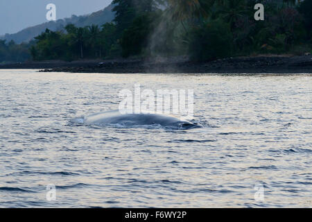 Balaenoptera Musculus, Blauwal auf der Wasseroberfläche, Alor Archipel, Indonesien, Sawu Meer, Pantarstrait, Indischer Ozean Stockfoto