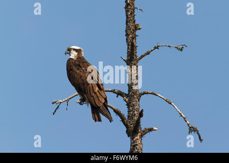 Fischadler (Pandion Haliaetus) thront in Baum Stockfoto