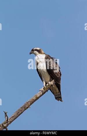 Fischadler (Pandion Haliaetus) thront in Baum Stockfoto