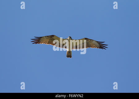 Fischadler (Pandion Haliaetus) gegen blauen Himmel schweben Stockfoto