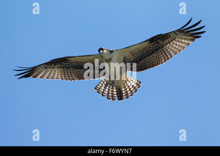 Fischadler (Pandion Haliaetus) während des Fluges, schwebt um Fisch unten suchen Stockfoto