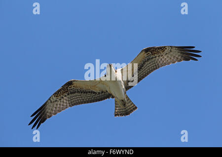 Fischadler (Pandion Haliaetus) gegen blauen Himmel schweben Stockfoto