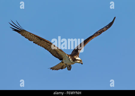 Fischadler (Pandion Haliaetus) im Flug Stockfoto