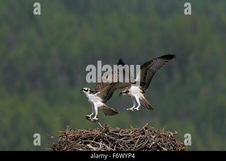 Fischadler (Pandion Haliaetus) Jungtiere im Nest mit Fisch im Sommer Stockfoto