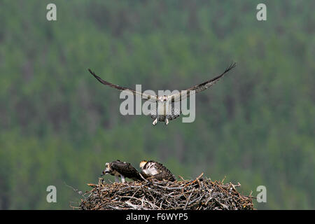 Fischadler (Pandion Haliaetus) Landung auf Nest mit zwei Jugendliche im Sommer Stockfoto