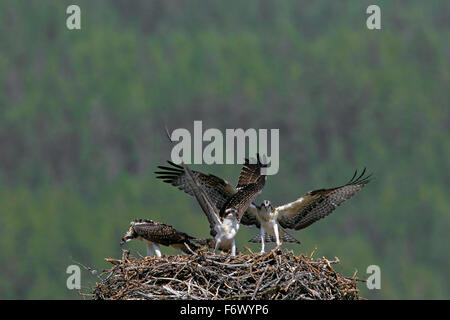 Fischadler (Pandion Haliaetus) Altvogel mit zwei Jungvögel, die mit ihren Flügeln auf Nest im Sommer Stockfoto