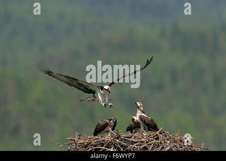 Fischadler (Pandion Haliaetus) Landung auf Nest mit drei Jugendliche im Sommer Stockfoto