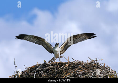 Fischadler (Pandion Haliaetus) juvenile Ausübung durch mit Flügeln auf nest Stockfoto