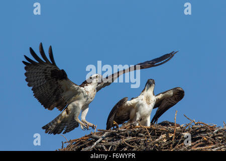 Fischadler (Pandion Haliaetus) Altvogel Landung auf Nest mit jungen Stockfoto