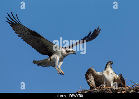 Fischadler (Pandion Haliaetus) Altvogel Landung auf Nest mit jungen Stockfoto