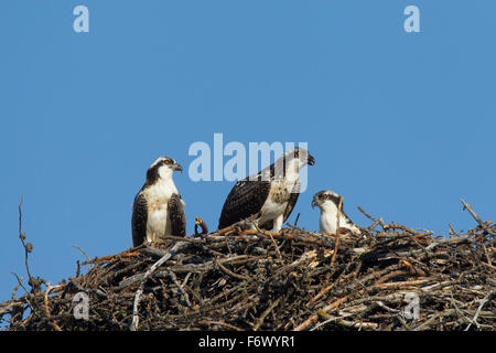 Drei junge Fischadler (Pandion Haliaetus) im nest Stockfoto