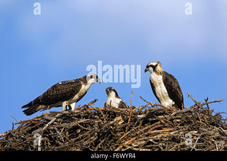 Drei Jugendliche Fischadler (Pandion Haliaetus) im nest Stockfoto