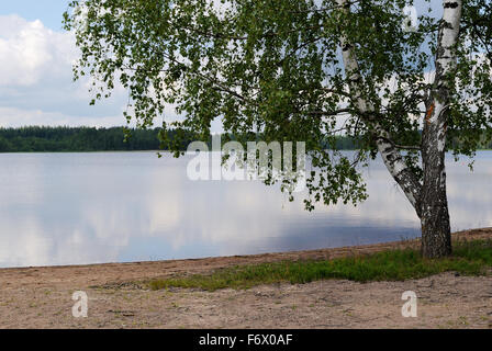 Einsame Birke am sandigen Ufer des Waldsee an einem warmen Sommertag. Nahe der Stadt Kouvola, Finnland. Stockfoto