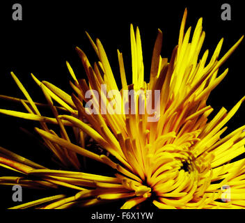 gelbe Blumen, gelb, Blumen, Blütenblatt, Blütenblätter, Nahaufnahme, dunkel Stockfoto