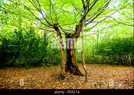 Auspcious Baum Waltham Abbey Epping Forest Epping Forest ist ein Wald von uralten Wäldern und von Wicca geglaubt, um besonders heilig sein.  In ihrer Verehrung der Natur und ihrer Verleugnung der institutionalisierten Religion Wicca weiterhin diese Art von Umgebungen für den Gottesdienst zu verwenden. Stockfoto