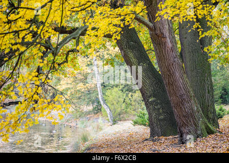 Drei alte Eichen mit gelben fallen Baldachin Quercus robur Stockfoto