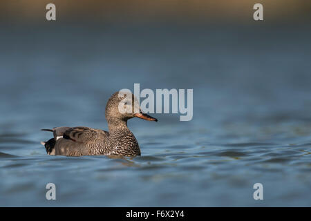 Männliche Gadwall Ente / Schnatterente (Anas Strepera) auf natürlichen farbigen blauen Wasser schwimmen. Stockfoto