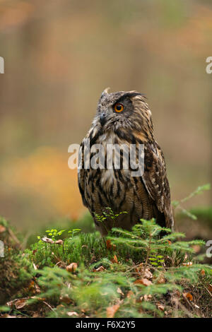 Nördlichen Uhu / Europaeischer Uhu (Bubo Bubo) sitzt am Boden von einem herbstlich gefärbten Naturwald. Stockfoto